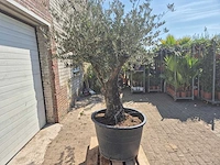 Olijfboom old trunk - olea europaea - 75 jaar oud - hoogte ca. 250 cm - afbeelding 5 van  5