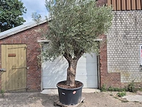 Olijfboom old trunk - olea europaea - 75 jaar oud - hoogte ca. 250 cm - afbeelding 1 van  6