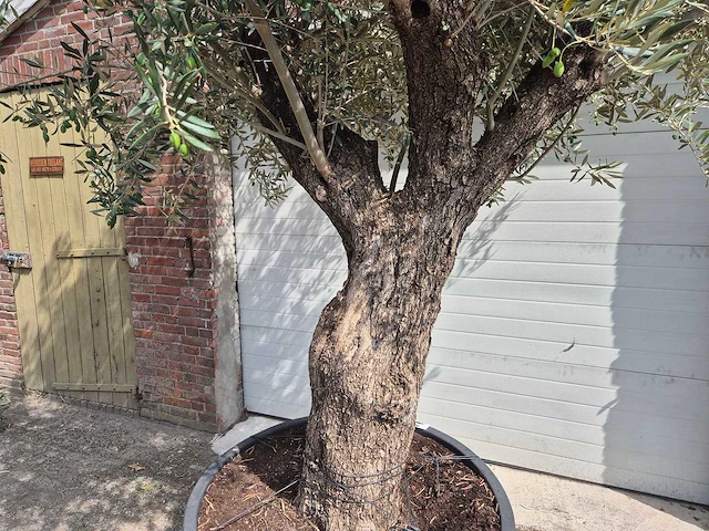 Olijfboom old trunk - olea europaea - 75 jaar oud - hoogte ca. 250 cm - afbeelding 2 van  6