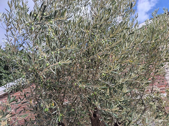 Olijfboom old trunk - olea europaea - 75 jaar oud - hoogte ca. 250 cm - afbeelding 3 van  6