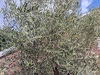 Olijfboom old trunk - olea europaea - 75 jaar oud - hoogte ca. 250 cm - afbeelding 3 van  6