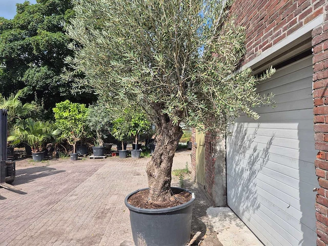 Olijfboom old trunk - olea europaea - 75 jaar oud - hoogte ca. 250 cm - afbeelding 4 van  6