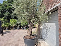 Olijfboom old trunk - olea europaea - 75 jaar oud - hoogte ca. 250 cm - afbeelding 4 van  6