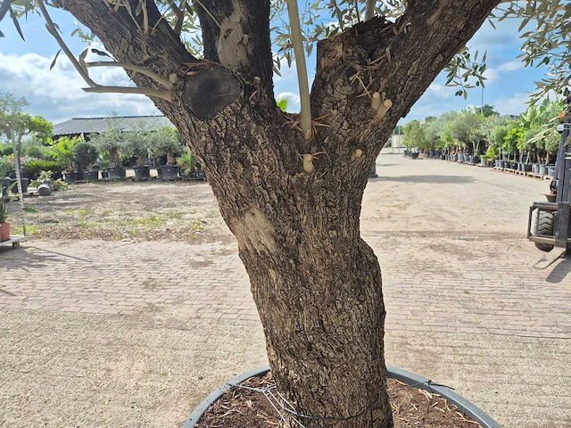 Olijfboom old trunk - olea europaea - 75 jaar oud - hoogte ca. 250 cm - afbeelding 5 van  6