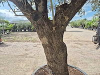 Olijfboom old trunk - olea europaea - 75 jaar oud - hoogte ca. 250 cm - afbeelding 5 van  6