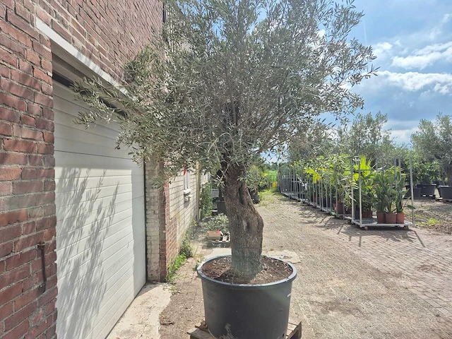 Olijfboom old trunk - olea europaea - 75 jaar oud - hoogte ca. 250 cm - afbeelding 6 van  6