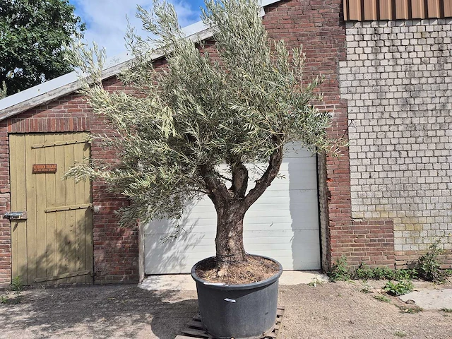Olijfboom old trunk - olea europaea - 75 jaar oud - hoogte ca. 250 cm - afbeelding 1 van  6
