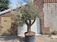 Olijfboom old trunk - olea europaea - 75 jaar oud - hoogte ca. 250 cm - afbeelding 1 van  6