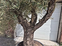 Olijfboom old trunk - olea europaea - 75 jaar oud - hoogte ca. 250 cm - afbeelding 2 van  6