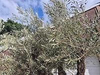 Olijfboom old trunk - olea europaea - 75 jaar oud - hoogte ca. 250 cm - afbeelding 3 van  6