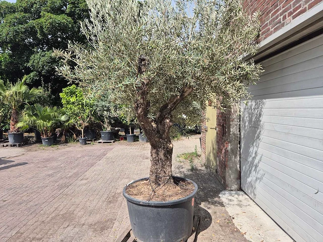 Olijfboom old trunk - olea europaea - 75 jaar oud - hoogte ca. 250 cm - afbeelding 4 van  6