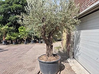 Olijfboom old trunk - olea europaea - 75 jaar oud - hoogte ca. 250 cm - afbeelding 4 van  6
