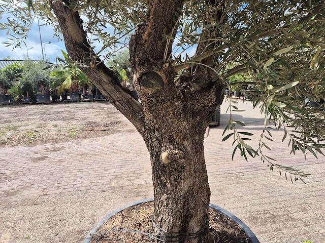 Olijfboom old trunk - olea europaea - 75 jaar oud - hoogte ca. 250 cm - afbeelding 5 van  6