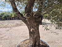 Olijfboom old trunk - olea europaea - 75 jaar oud - hoogte ca. 250 cm - afbeelding 5 van  6