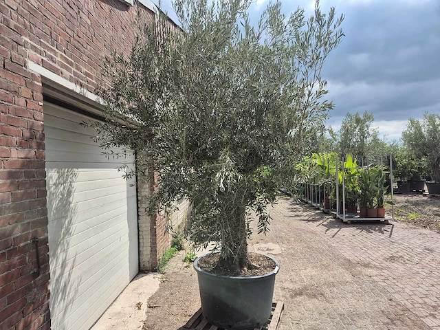 Olijfboom old trunk - olea europaea - 75 jaar oud - hoogte ca. 250 cm - afbeelding 6 van  6