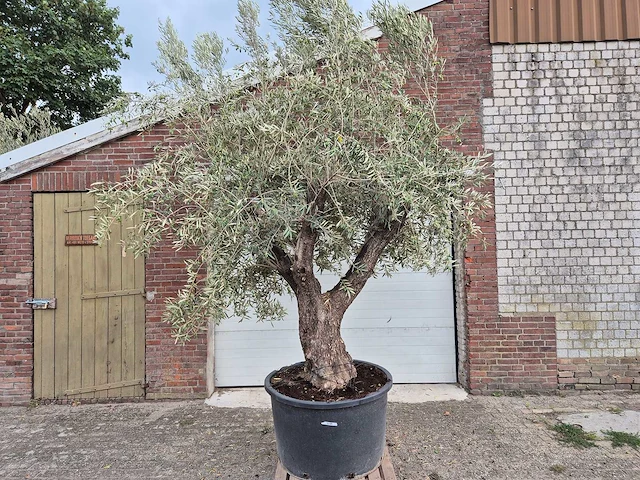 Olijfboom old trunk - olea europaea - 75 jaar oud - hoogte ca. 250 cm - afbeelding 1 van  6