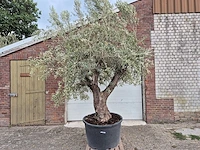 Olijfboom old trunk - olea europaea - 75 jaar oud - hoogte ca. 250 cm - afbeelding 1 van  6