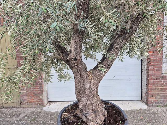 Olijfboom old trunk - olea europaea - 75 jaar oud - hoogte ca. 250 cm - afbeelding 2 van  6