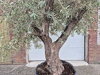 Olijfboom old trunk - olea europaea - 75 jaar oud - hoogte ca. 250 cm - afbeelding 2 van  6
