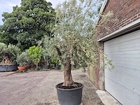 Olijfboom old trunk - olea europaea - 75 jaar oud - hoogte ca. 250 cm - afbeelding 4 van  6