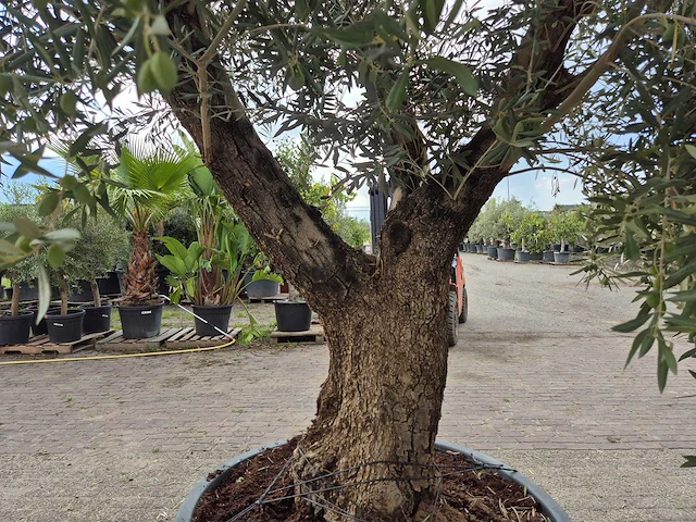 Olijfboom old trunk - olea europaea - 75 jaar oud - hoogte ca. 250 cm - afbeelding 5 van  6