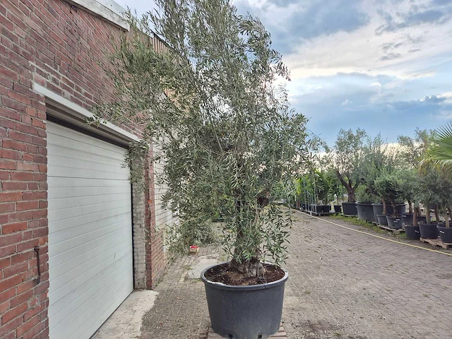 Olijfboom old trunk - olea europaea - 75 jaar oud - hoogte ca. 250 cm - afbeelding 6 van  6