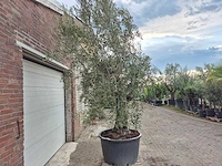 Olijfboom old trunk - olea europaea - 75 jaar oud - hoogte ca. 250 cm - afbeelding 6 van  6