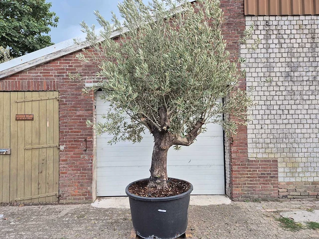 Olijfboom old trunk - olea europaea - 75 jaar oud - hoogte ca. 250 cm - afbeelding 1 van  6