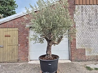 Olijfboom old trunk - olea europaea - 75 jaar oud - hoogte ca. 250 cm - afbeelding 1 van  6