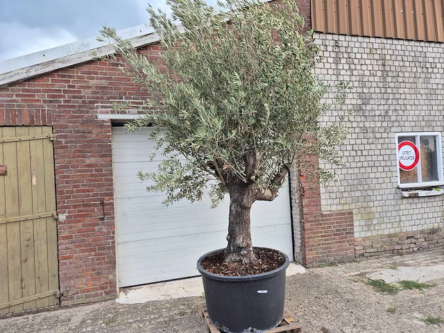 Olijfboom old trunk - olea europaea - 75 jaar oud - hoogte ca. 250 cm - afbeelding 2 van  6