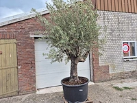 Olijfboom old trunk - olea europaea - 75 jaar oud - hoogte ca. 250 cm - afbeelding 2 van  6