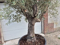 Olijfboom old trunk - olea europaea - 75 jaar oud - hoogte ca. 250 cm - afbeelding 3 van  6