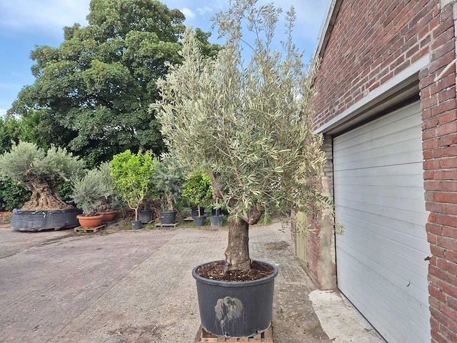 Olijfboom old trunk - olea europaea - 75 jaar oud - hoogte ca. 250 cm - afbeelding 4 van  6