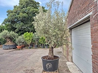 Olijfboom old trunk - olea europaea - 75 jaar oud - hoogte ca. 250 cm - afbeelding 4 van  6
