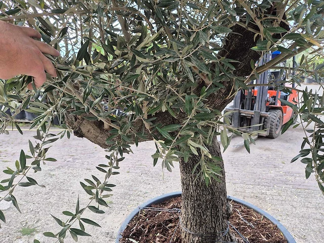 Olijfboom old trunk - olea europaea - 75 jaar oud - hoogte ca. 250 cm - afbeelding 5 van  6
