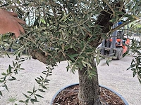 Olijfboom old trunk - olea europaea - 75 jaar oud - hoogte ca. 250 cm - afbeelding 5 van  6