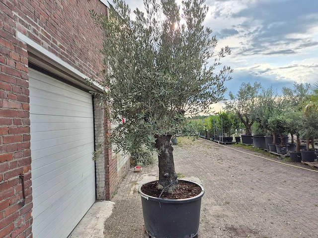 Olijfboom old trunk - olea europaea - 75 jaar oud - hoogte ca. 250 cm - afbeelding 6 van  6