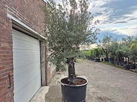 Olijfboom old trunk - olea europaea - 75 jaar oud - hoogte ca. 250 cm - afbeelding 6 van  6