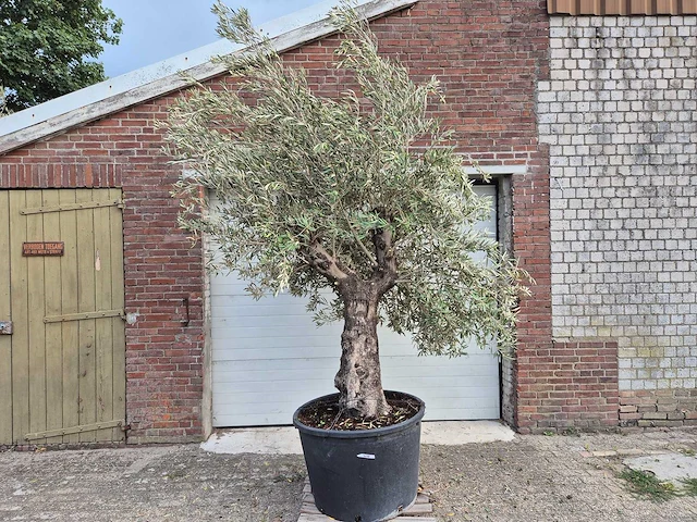 Olijfboom old trunk - olea europaea - 75 jaar oud - hoogte ca. 250 cm - afbeelding 1 van  6