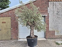Olijfboom old trunk - olea europaea - 75 jaar oud - hoogte ca. 250 cm - afbeelding 1 van  6