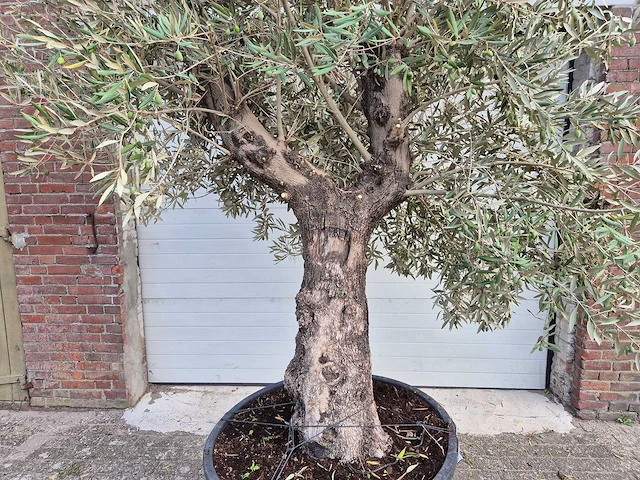 Olijfboom old trunk - olea europaea - 75 jaar oud - hoogte ca. 250 cm - afbeelding 2 van  6