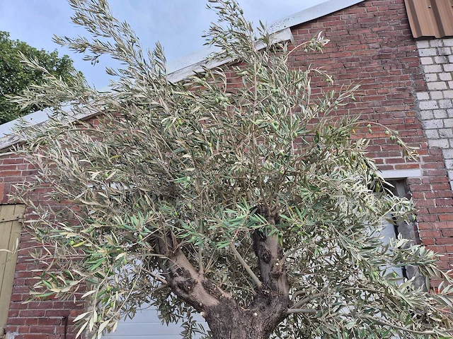 Olijfboom old trunk - olea europaea - 75 jaar oud - hoogte ca. 250 cm - afbeelding 3 van  6