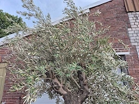 Olijfboom old trunk - olea europaea - 75 jaar oud - hoogte ca. 250 cm - afbeelding 3 van  6