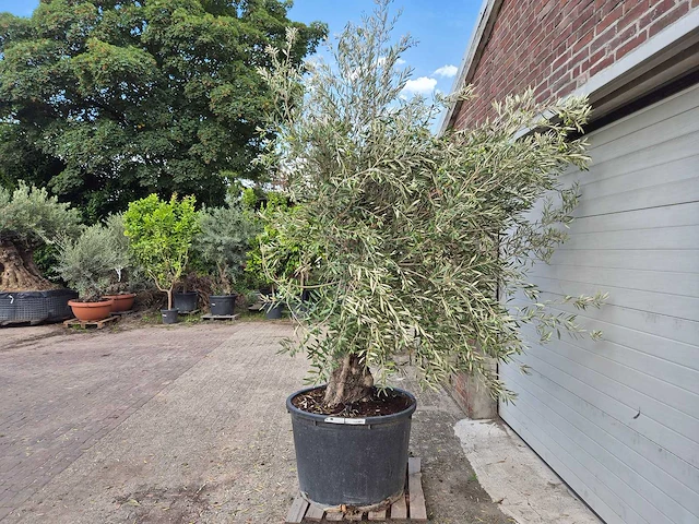 Olijfboom old trunk - olea europaea - 75 jaar oud - hoogte ca. 250 cm - afbeelding 4 van  6