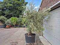 Olijfboom old trunk - olea europaea - 75 jaar oud - hoogte ca. 250 cm - afbeelding 4 van  6