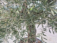 Olijfboom old trunk - olea europaea - 75 jaar oud - hoogte ca. 250 cm - afbeelding 5 van  6