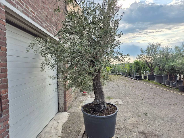 Olijfboom old trunk - olea europaea - 75 jaar oud - hoogte ca. 250 cm - afbeelding 6 van  6