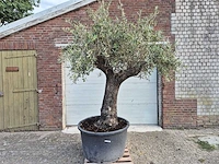 Olijfboom old trunk - olea europaea - 75 jaar oud - hoogte ca. 250 cm - afbeelding 1 van  6
