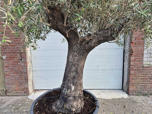 Olijfboom old trunk - olea europaea - 75 jaar oud - hoogte ca. 250 cm - afbeelding 2 van  6
