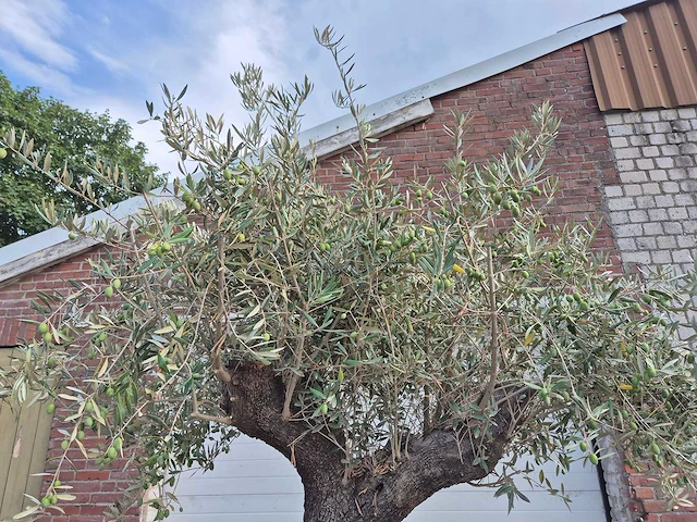 Olijfboom old trunk - olea europaea - 75 jaar oud - hoogte ca. 250 cm - afbeelding 3 van  6